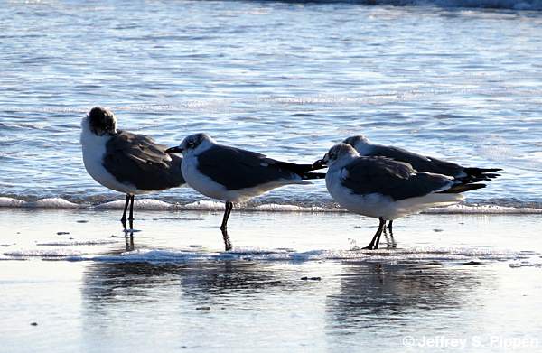 Laughing Gull (Larus atricilla)