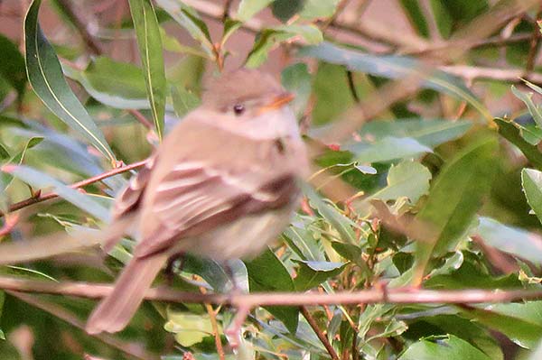 Least Flycatcher (Empidonax minimus)