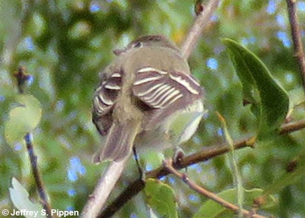 Least Flycatcher (Empidonax minimus)