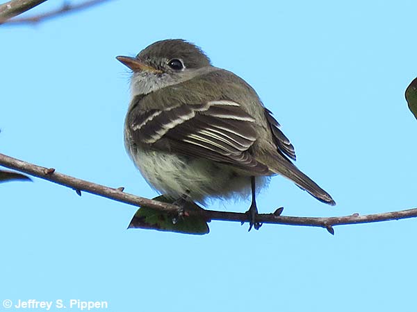 Least Flycatcher (Empidonax minimus)