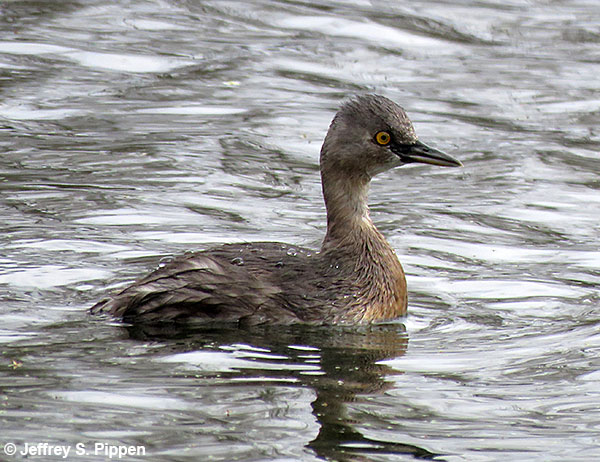 Least Grebe (Tachybaptus dominicus)