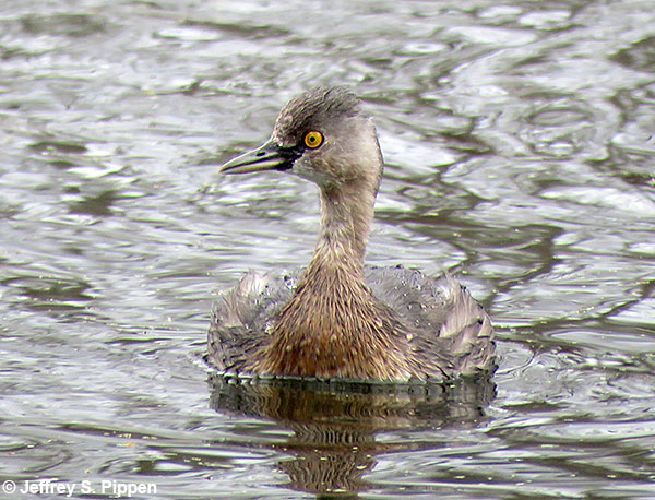 Least Grebe (Tachybaptus dominicus)