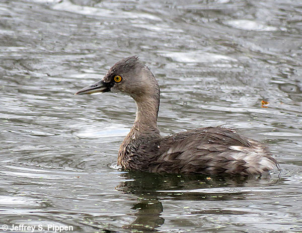Least Grebe (Tachybaptus dominicus)