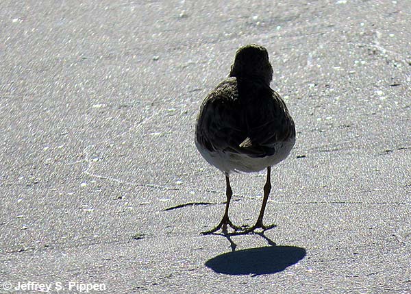 Least Sandpiper (Calidris minutilla)