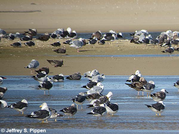 Lesser Black-backed Gull (Larus fuscus)