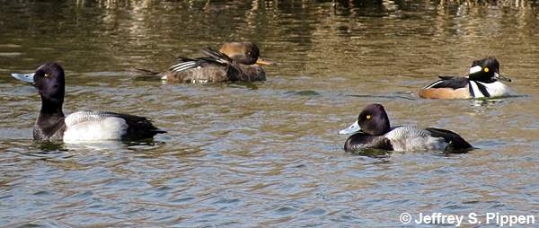 Lesser Scaup (Aythya affinis)