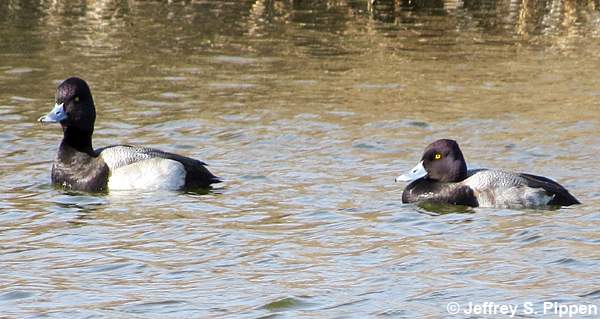 Lesser Scaup (Aythya affinis)