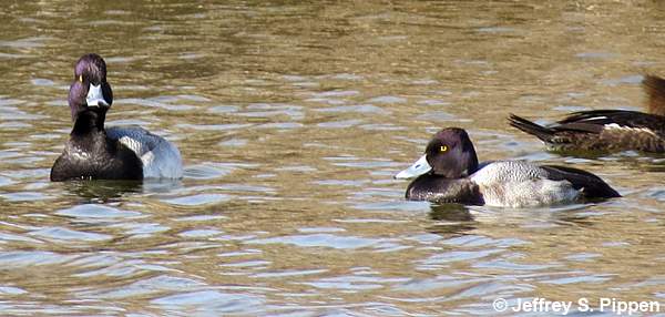 Lesser Scaup (Aythya affinis)