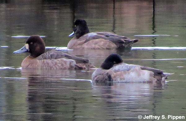 Lesser Scaup (Aythya affinis)