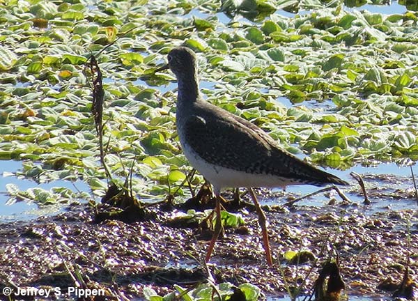 Lesser Yellowlegs (Tringa flavipes)
