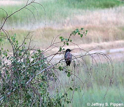 Lewis's Woodpecker (Melanerpes lewis)
