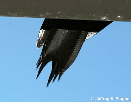 Lewis's Woodpecker (Melanerpes lewis)