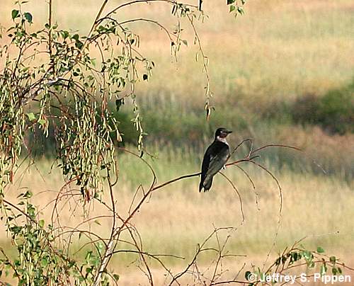 Lewis's Woodpecker (Melanerpes lewis)