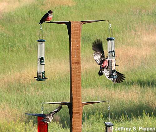 Lewis's Woodpecker (Melanerpes lewis)