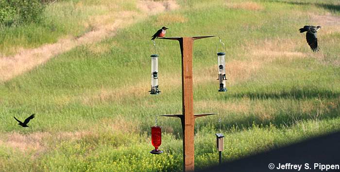 Lewis's Woodpecker (Melanerpes lewis)