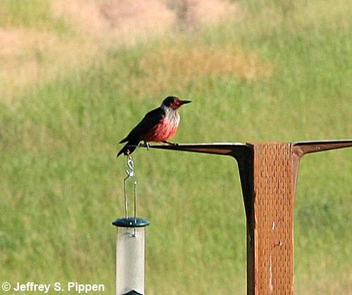 Lewis's Woodpecker (Melanerpes lewis)