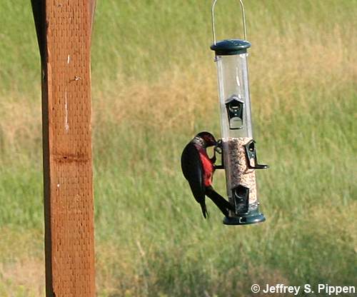 Lewis's Woodpecker (Melanerpes lewis)