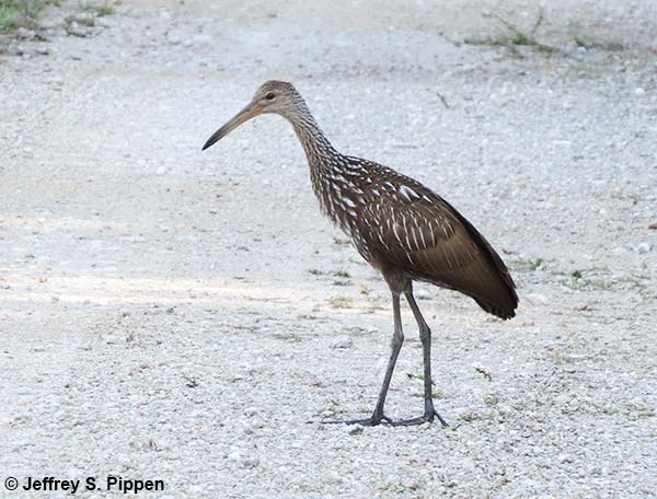 Limpkin (Aramus guarauna)