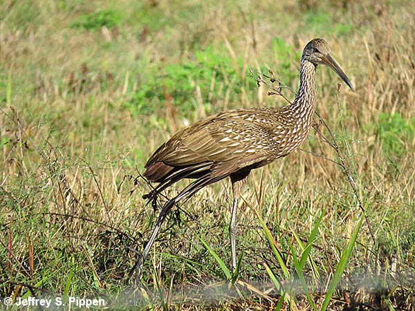 Limpkin (Aramus guarauna)