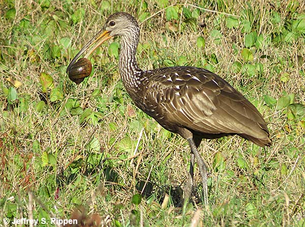 Limpkin (Aramus guarauna)