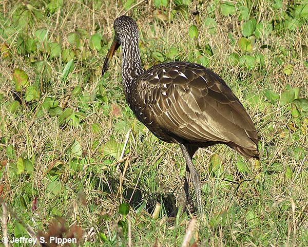 Limpkin (Aramus guarauna)