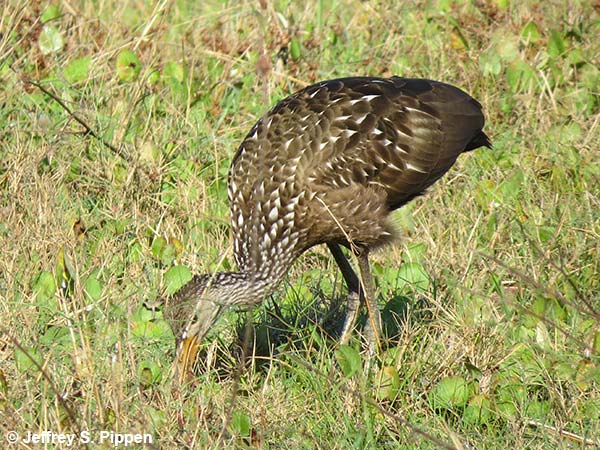 Limpkin (Aramus guarauna)