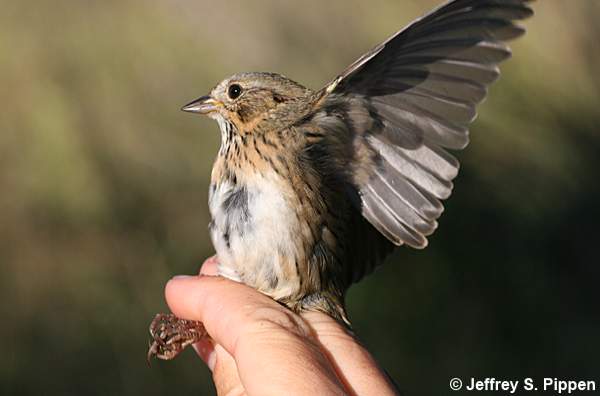 Lincoln's Sparrow (Melospiza lincolnii)