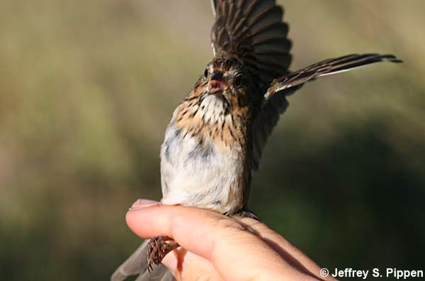 Lincoln's Sparrow (Melospiza lincolnii)