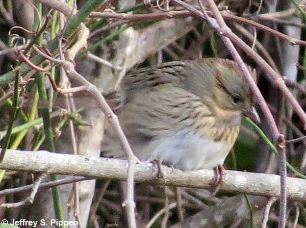 Lincoln's Sparrow (Melospiza lincolnii)