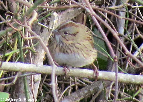 Lincoln's Sparrow (Melospiza lincolnii)