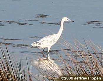 Little Blue Heron (Egretta caerulea)