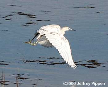 Little Blue Heron (Egretta caerulea)