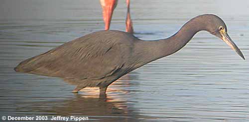 Little Blue Heron (Egretta caerulea)