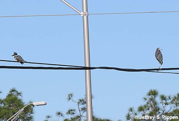 Little Blue Heron (Egretta caerulea)