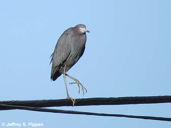 Little Blue Heron (Egretta caerulea)