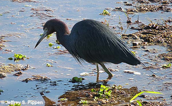 Little Blue Heron (Egretta caerulea)