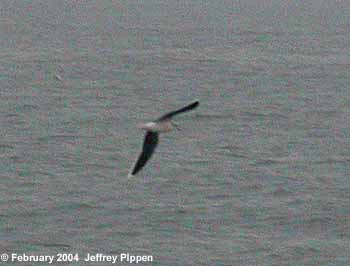 Little Gull (Larus minutus)