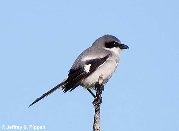 Loggerhead Shrike (Lanius ludovicianus)