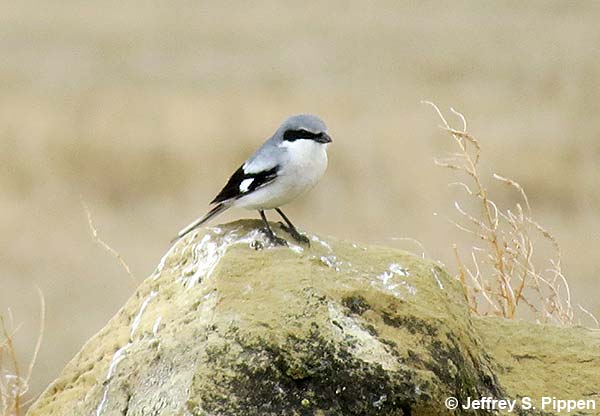 Loggerhead Shrike (Lanius ludovicianus)