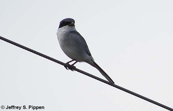 Loggerhead Shrike (Lanius ludovicianus)