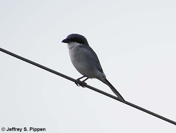 Loggerhead Shrike (Lanius ludovicianus)