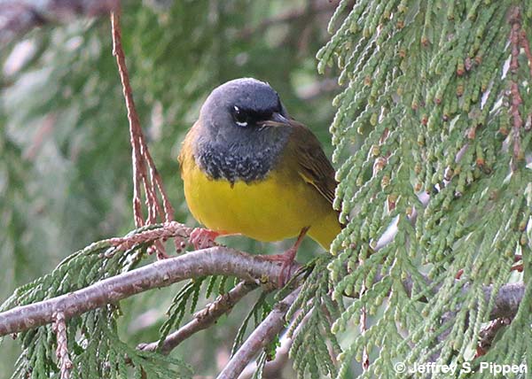 MacGillivray's Warbler (Geothlypis tolmiei)
