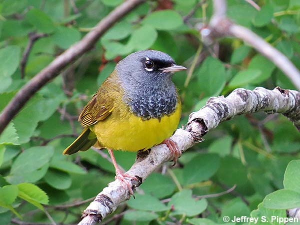 MacGillivray's Warbler (Geothlypis tolmiei)