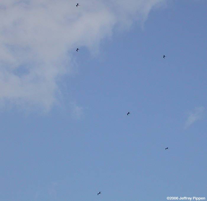 Magnificent Frigatebird (Fregata magnificens)