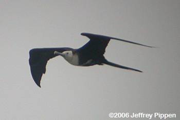 Magnificent Frigatebird (Fregata magnificens)