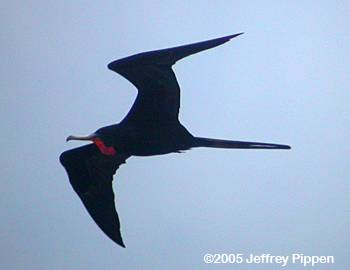 Magnificent Frigatebird (Fregata magnificens)