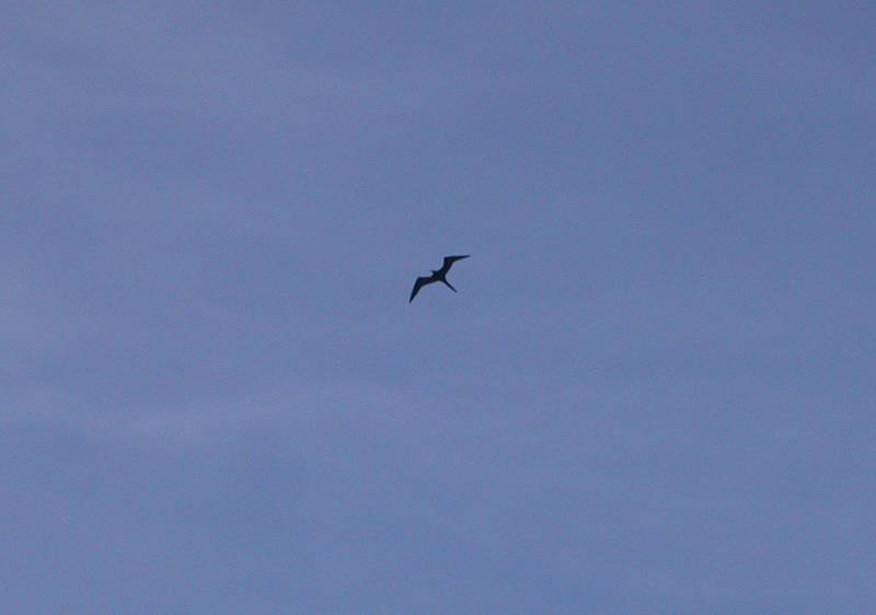 Magnificent Frigatebird (Fregata magnificens)