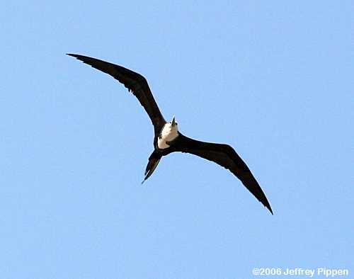 Magnificent Frigatebird (Fregata magnificens)