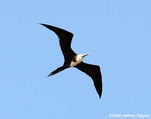 Magnificent Frigatebird (Fregata magnificens)