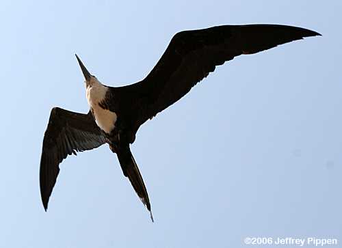 Magnificent Frigatebird (Fregata magnificens)